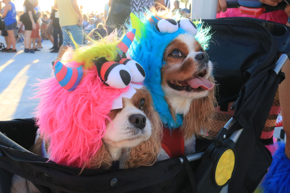 Pet Masquerade 2018 photo - Duval Street, Key West
